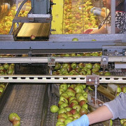 Oregon Pear Harvest