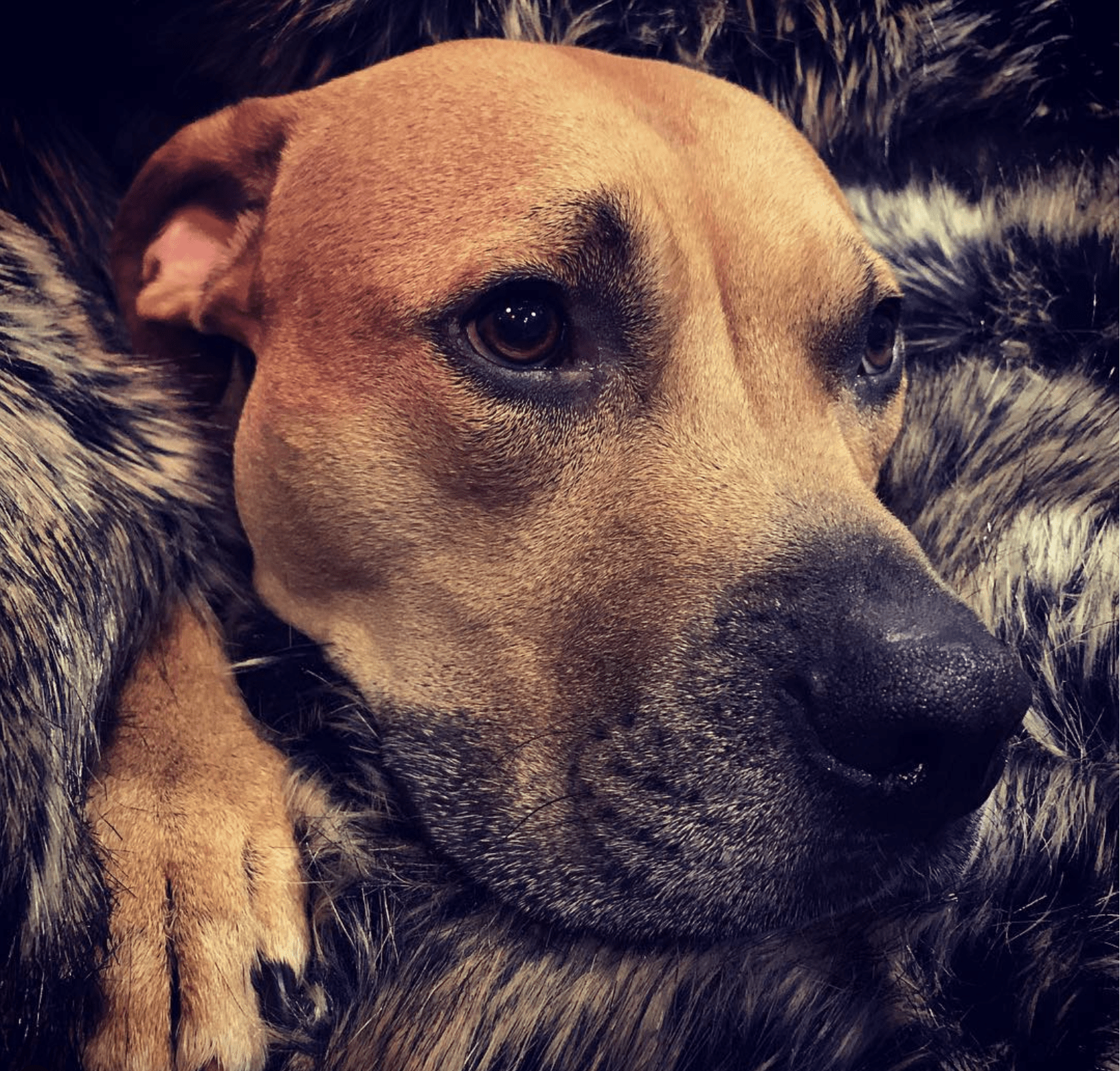 Daniel Lin Daniel Lin